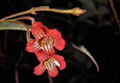 Gesnerieae
