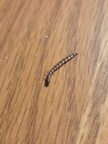 iNaturalist observation photo of Square-headed Snakeflies