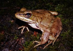 Lithobates maculatus