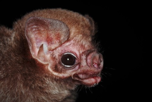 Hairy-legged Vampire Bat