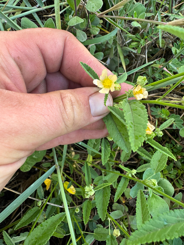 Sida spinosa observed 2026-07-02