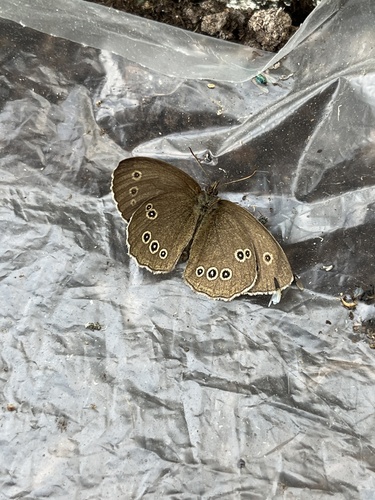Ringlet