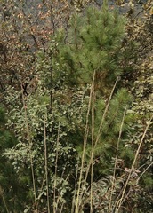 Pinus