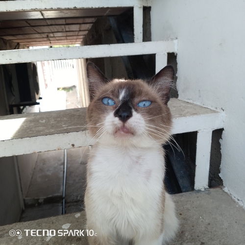 Domestic Cat