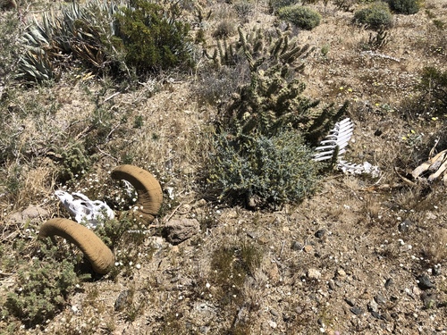 iNaturalist observation photo of Desert Bighorn Sheep