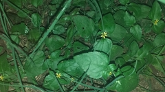 Calyptocarpus
