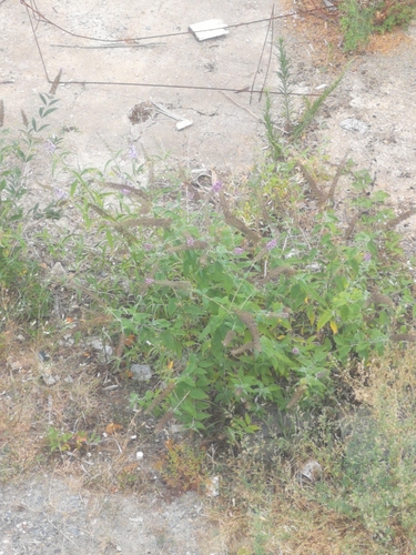 Butterfly bush