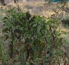 Magnoliopsida