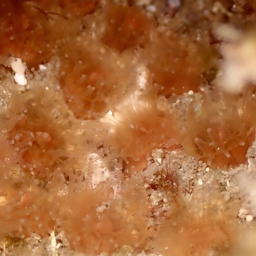 Astrangia haimei observed 2026-06-30