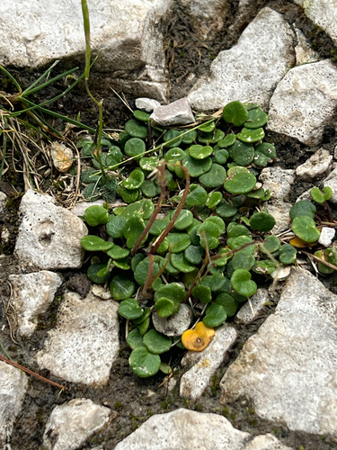 Soldanella minima, photograph 6