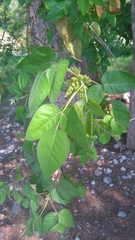 Ungnadia speciosa
