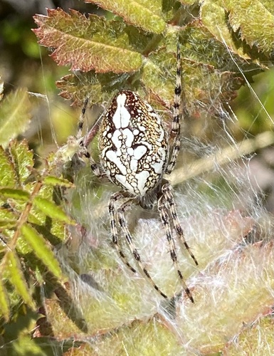 Oak Spider