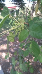 Ungnadia speciosa