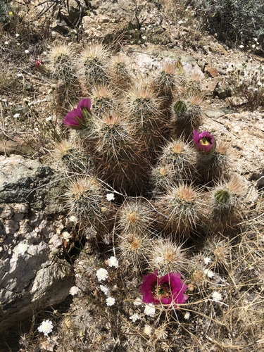 iNaturalist observation photo of Echinocereus engelmannii engelmannii