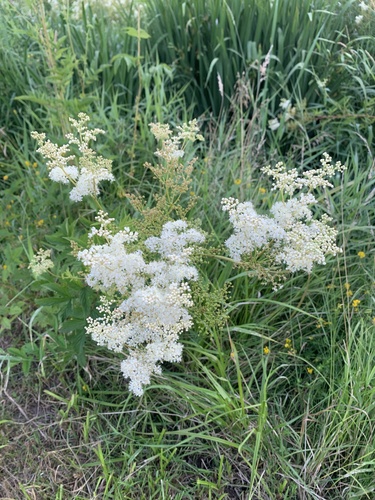Meadowsweet