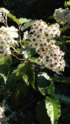 Olearia macrodonta observed 2026-07-02