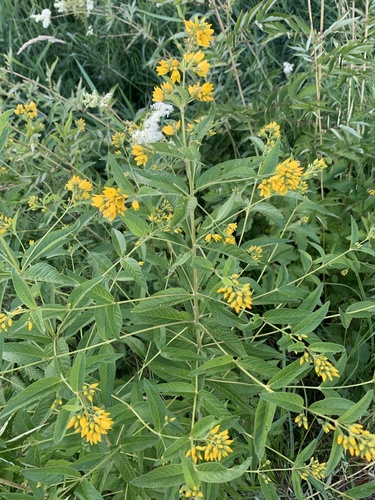 Yellow Loosestrife