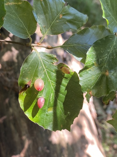 Beech Gall Midge