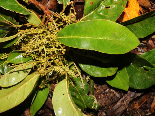 Hyeronima alchorneoides - Whole tree