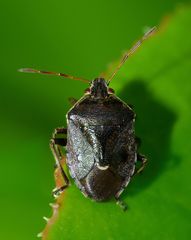 Cermatulus nasalis hudsoni