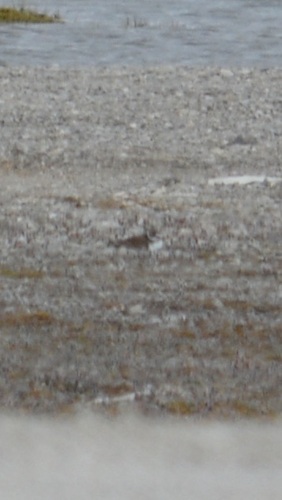 Semipalmated Plover