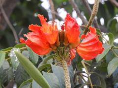 Spathodea campanulata