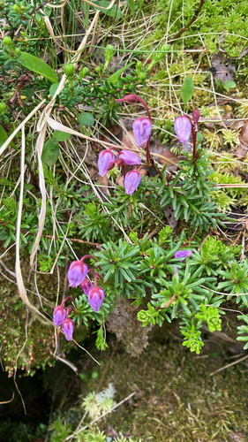Blue Mountain-heath