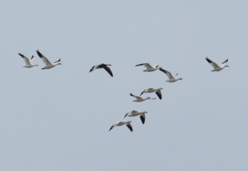 Snow Goose