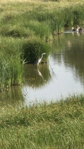 Grey Heron