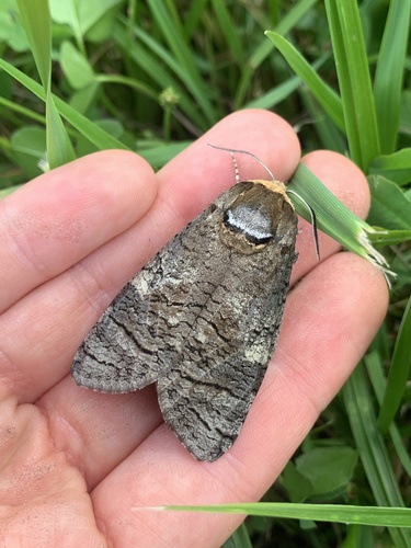 Goat Moth