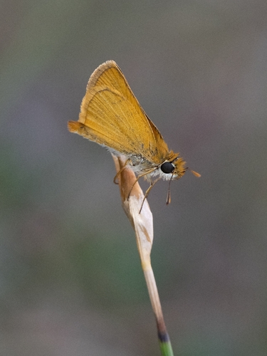 Lulworth Skipper