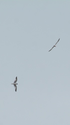 Sabine's Gull