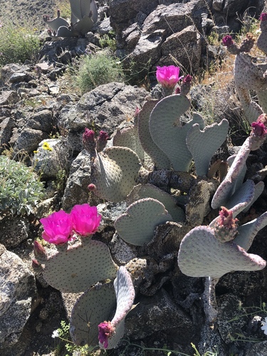 iNaturalist observation photo of Beavertail Pricklypear