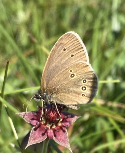 Ringlet