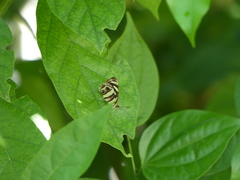 Dynamine postverta postverta