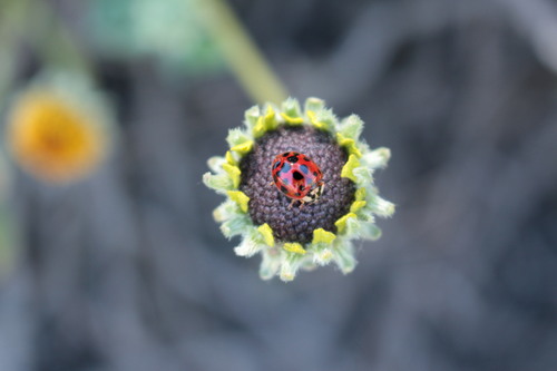 iNaturalist observation photo of Asian Lady Beetle