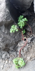 Sedum formosanum