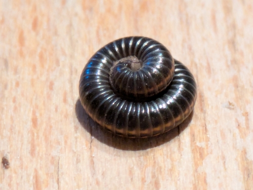 Striped Millipede