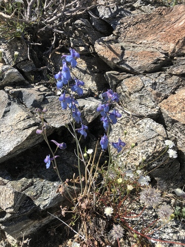 iNaturalist observation photo of desert larkspur