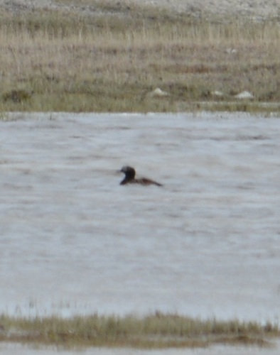 Long-tailed Duck
