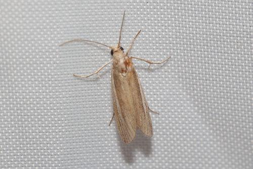 Florida Peoria Moth