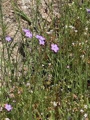 Saltugilia splendens
