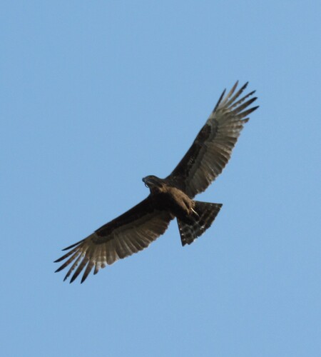 Brown Snake-Eagle