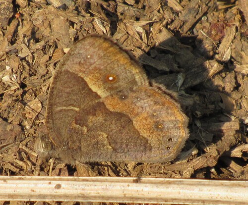Squinting Bush Brown
