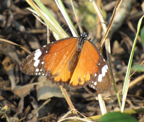 Plain Tiger Butterfly