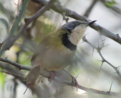 Rudd's Apalis