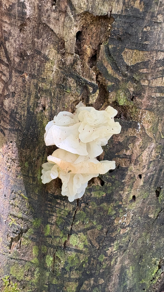 white jelly fungus · July 2026 · photo: Photo: (c) Derek Duplessis, some rights reserved (CC BY) · iNaturalist