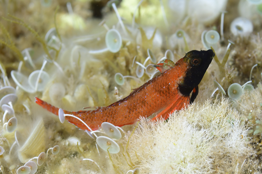 Tripterygion tartessicum