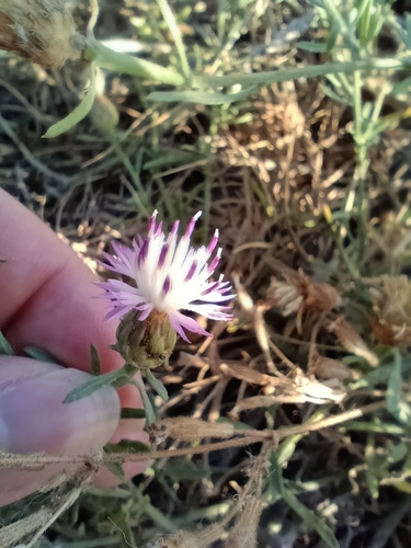 Rough Star-thistle