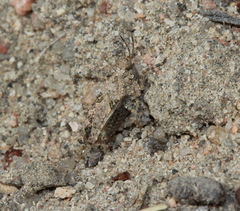 Paratettix mexicanus